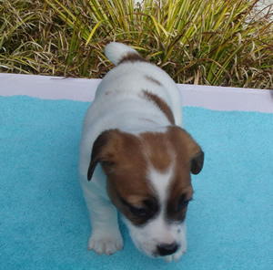 Puppy 4 Female